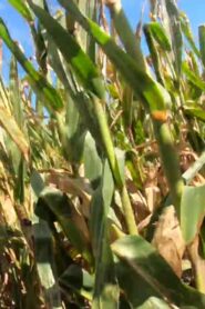 2020-02-07 – amwednesday – Cornfield