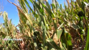 2020-02-07 – amwednesday – Cornfield